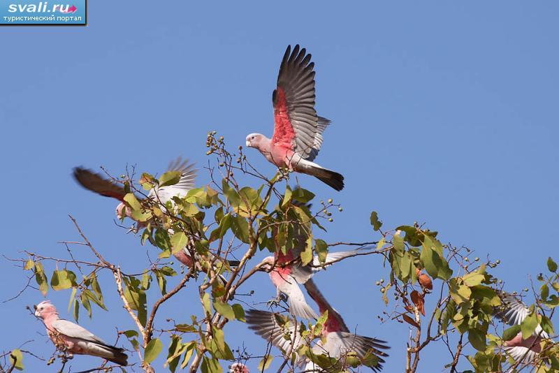������������ ���� "������" (Kakadu), ���������.