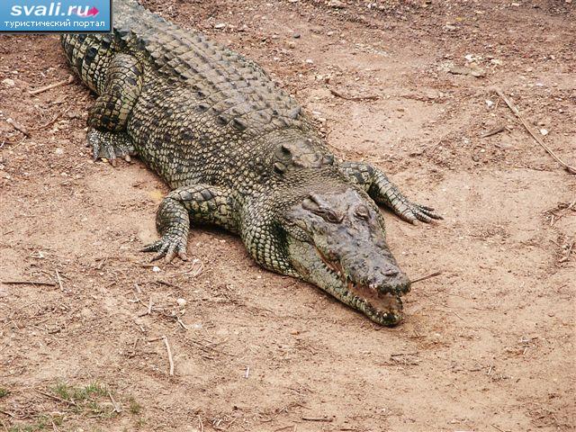 Парк крокодилов (Дарвин), Австралия.