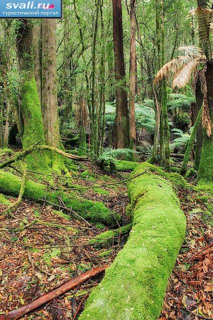 Дождевой лес, Тасмания, Австралия.