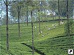 Чайные плантации, Шри-Ланка.