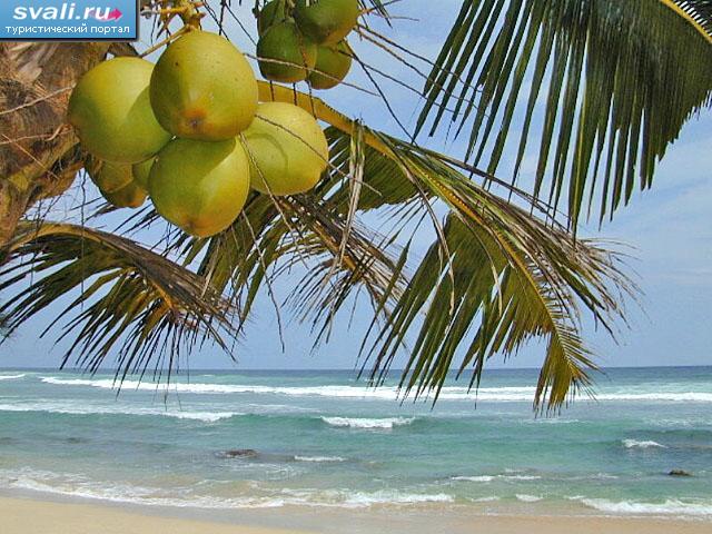 ����, ���-�����.