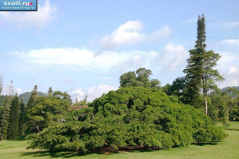 Фикус Бенджамена, ботанический сад Канди (Kandy), Шри-Ланка.