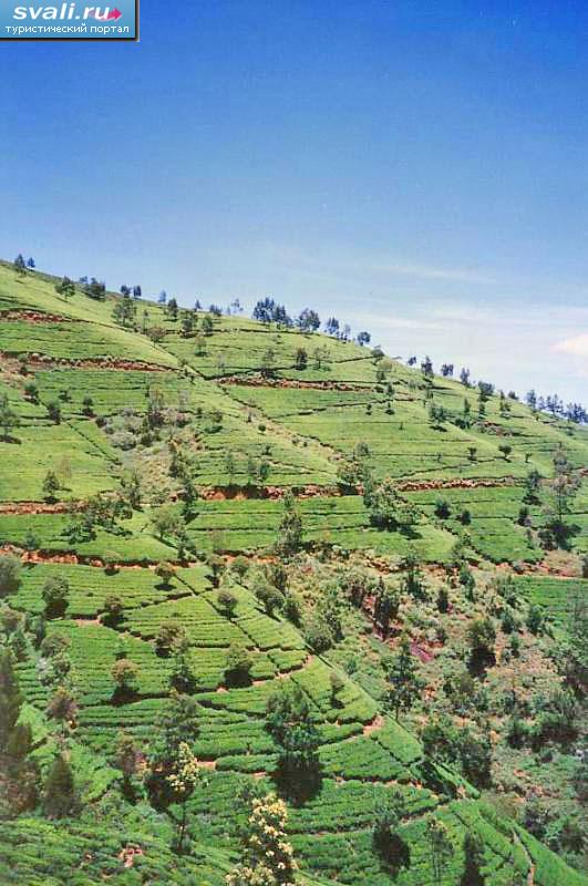 ������ ���������, ���-�����.