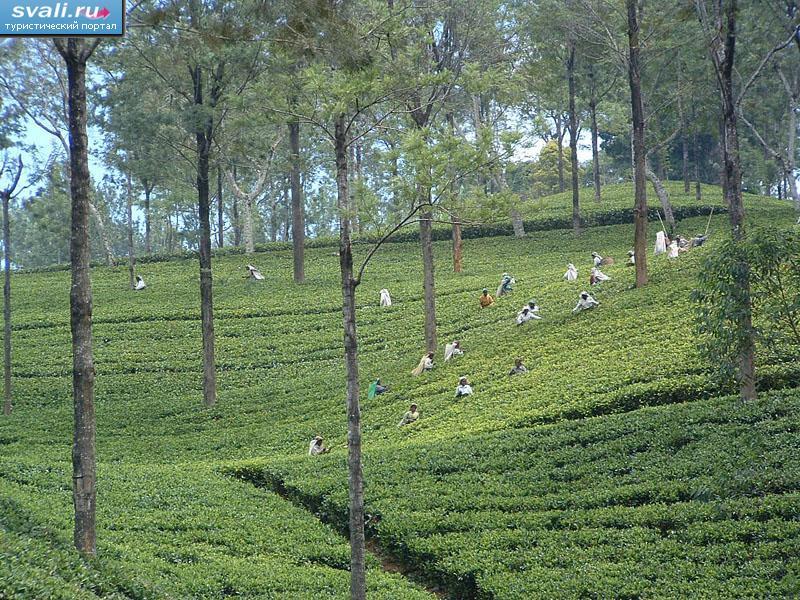 Чайные плантации, Шри-Ланка.