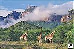 Национальный парк Крюгер (Kruger), ЮАР.