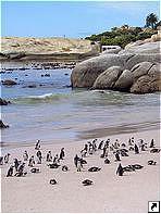 Пингвины, мыс Доброй Надежды, ЮАР.