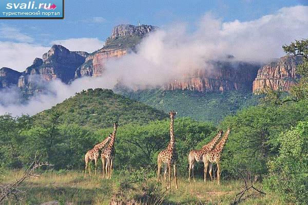 Национальный парк Крюгер (Kruger), ЮАР. | ЮАР | фотографии ...