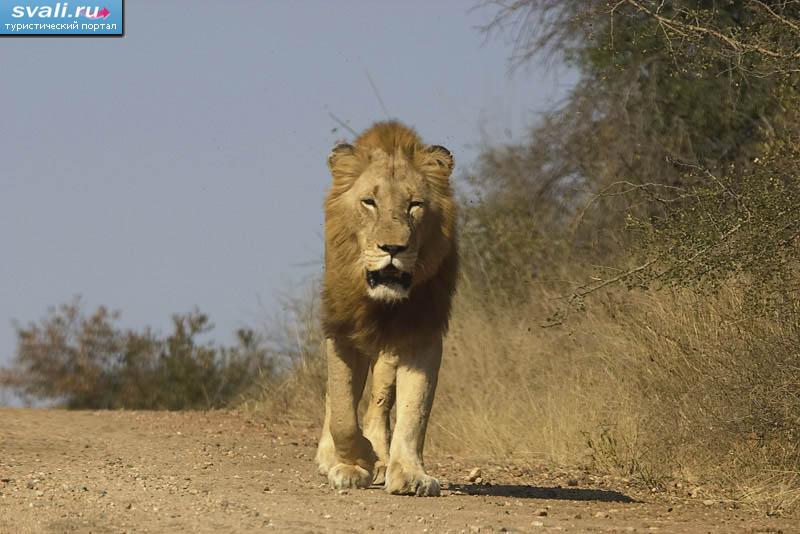 ������������ ���� ������ (Kruger), ���.