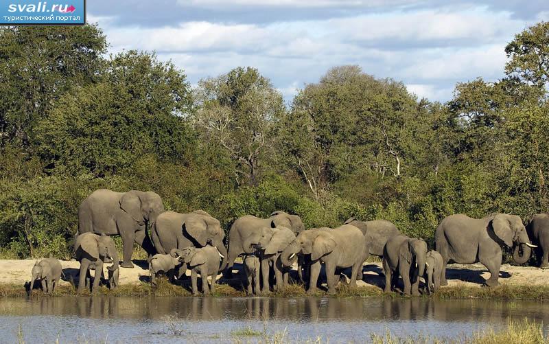 Нацональный парк "Elephant Plains", ЮАР.