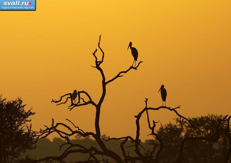 Национальный парк Крюгер (Kruger), ЮАР. | ЮАР | фотографии ...