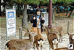 Парк оленей, Нара, остров Хонсю, Япония.