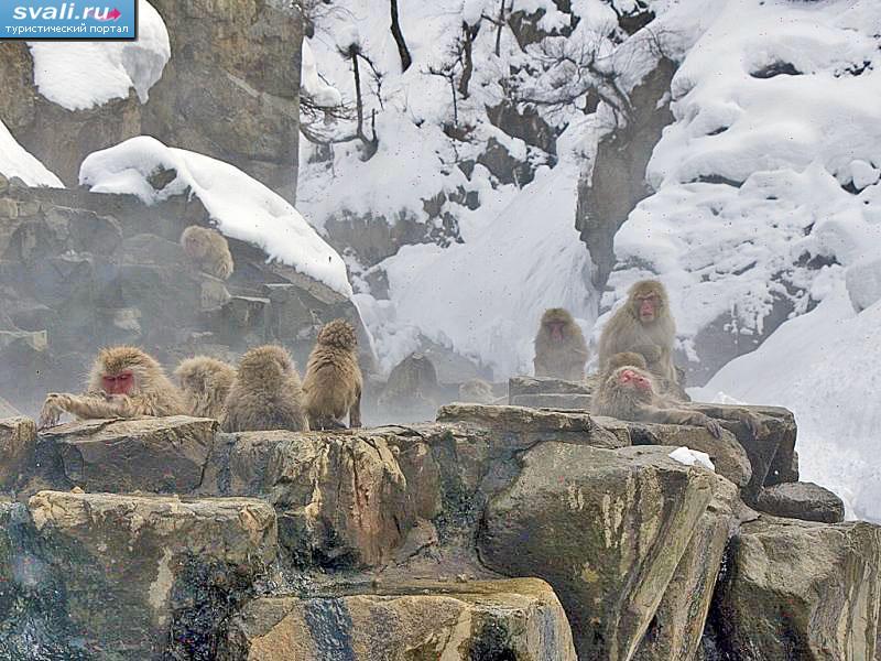 �������� ������ ����� � ������� ���������� (�����), ������ ��������, ������.