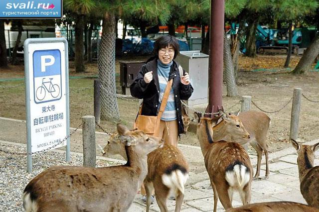 Парк оленей, Нара, остров Хонсю, Япония.