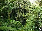 Облачный лес, парк Монтеверде, Коста-Рика.