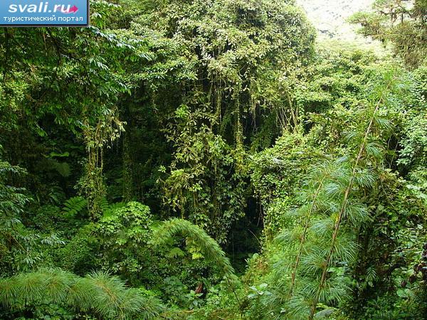 Облачный лес, парк Монтеверде, Коста-Рика.