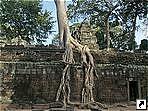 Храм Та Пром (Ta Prohm), Ангкор, Камбоджа.