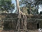    (Ta Prohm), , .