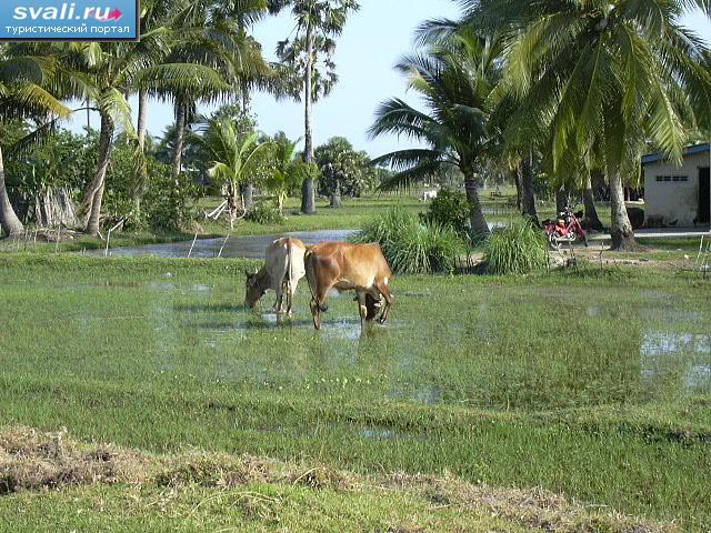 ����������� ������� (Kampot), ��������.