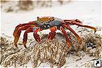   (Floreana),   (Galapagos islands), .