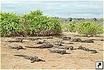   (Espanola),   (Galapagos islands), .