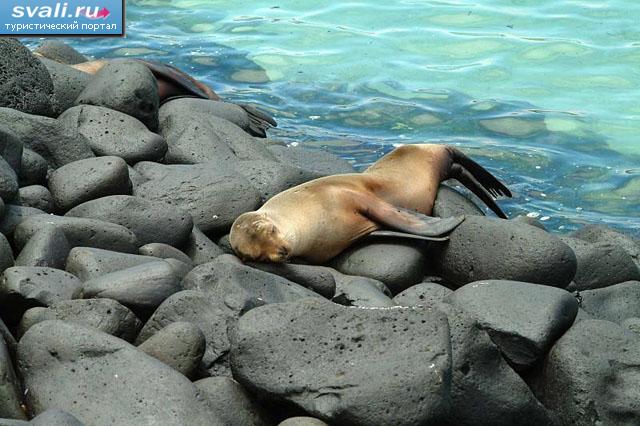   (Espanola),   (Galapagos islands), .