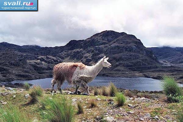   Cajas, .