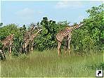 Национальный парк Масаи-Мара, Кения.