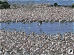 Фламинго, озеро Накуру (Nakuru), Кения.
