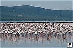 Фламинго, озеро Накуру (Nakuru), Кения.