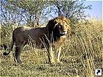 Национальный парк Амбосели, Кения.