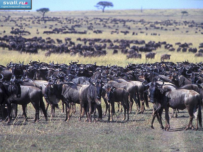Антилопы Гну, Национальный парк Масаи-Мара, Кения. | Кения | фотографии ...