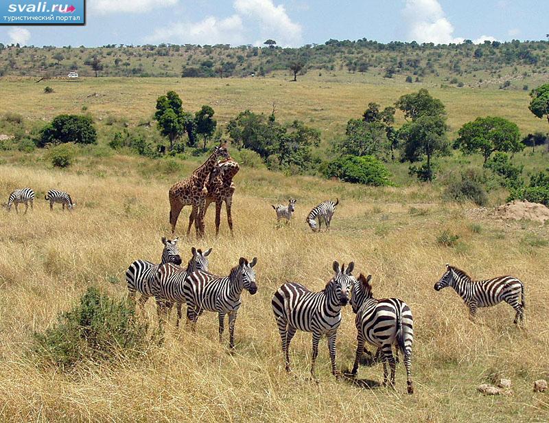 Национальный парк Масаи-Мара, Кения. | Кения | фотографии ...