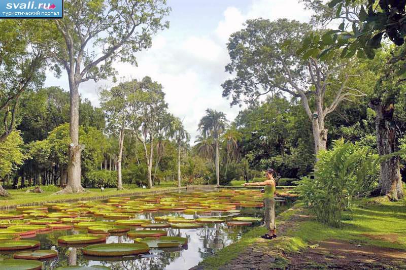 Ботанический сад, Памплемус, Маврикий.