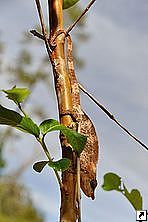 Хамелеон, нацональный парк Перинет (Perinet), Мадагаскар.