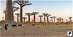   (Avenue de Baobab),  (Morondava), .