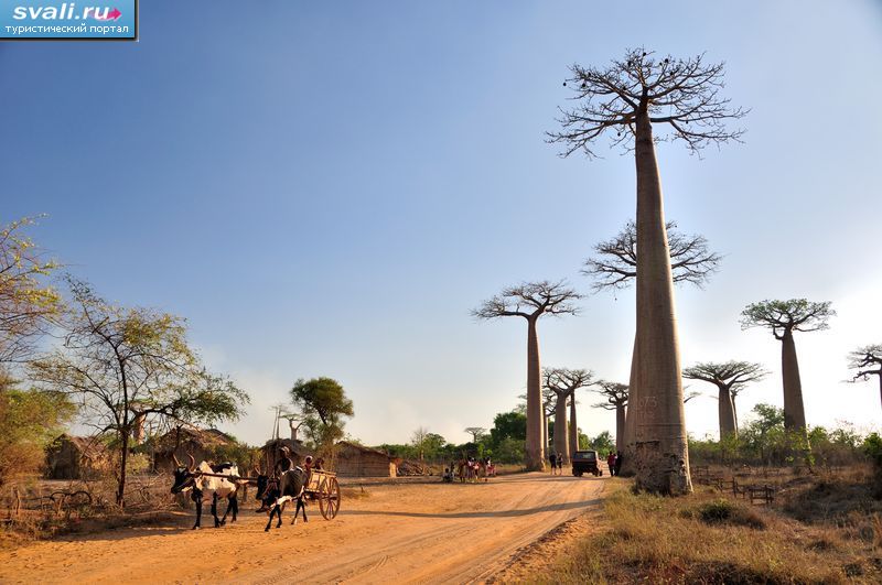 ����� �������� (Avenue de Baobab), ��������� (Morondava), ����������.