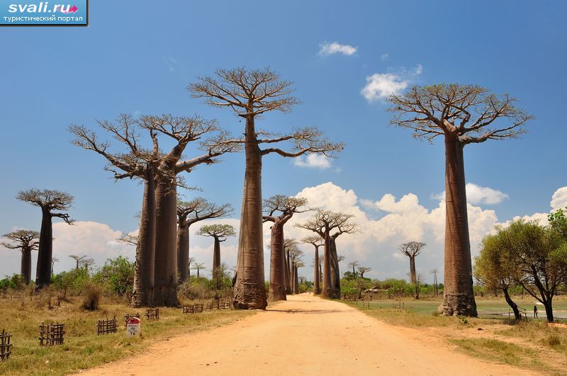   (Avenue de Baobab),  (Morondava), .