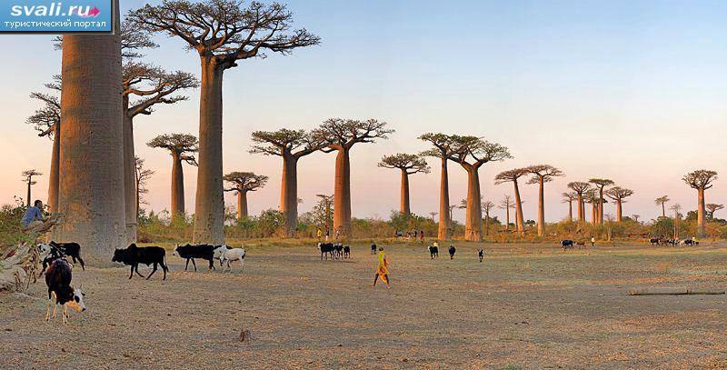   (Avenue de Baobab),  (Morondava), .