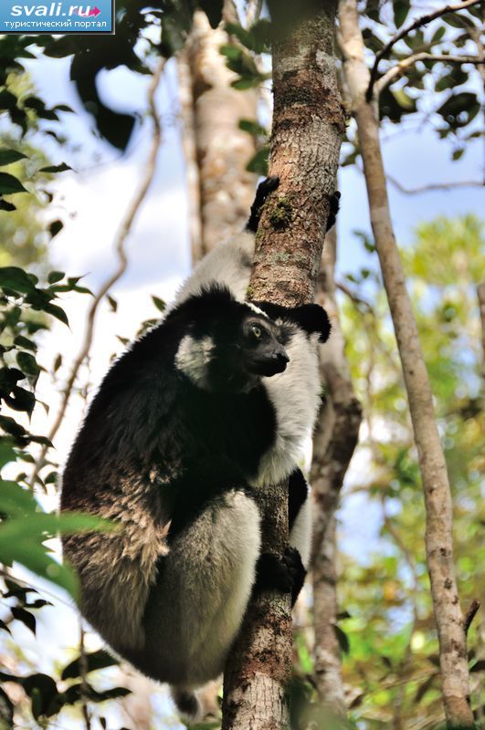 ����� ����� (Indri), ���������� ������� (Perinet), ����������.