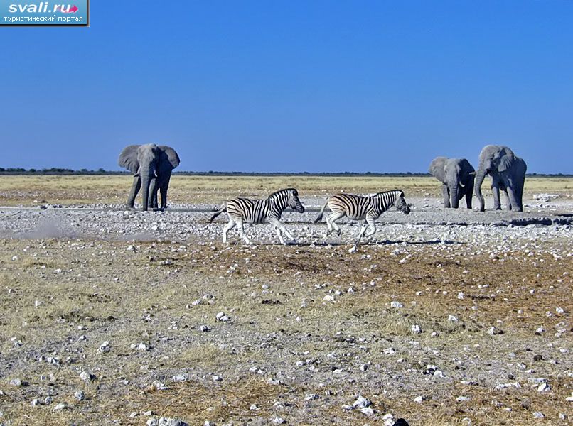 ������������ ���� �����,  �������.