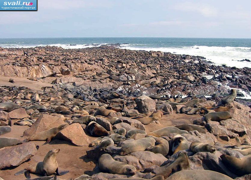 ����-�����, ������� ������� �������, �������.