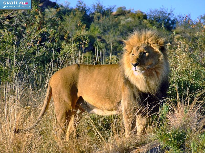 ������������ ���� �����,  �������.