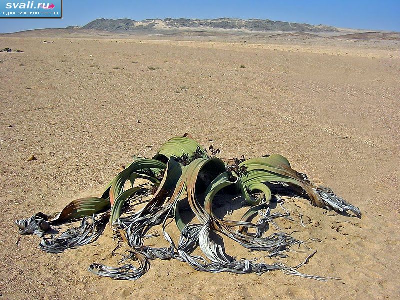 ���������, ������� �����, �������.