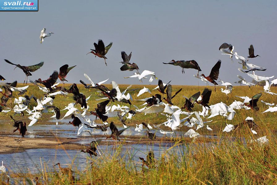 ����� �������-�����, �������.