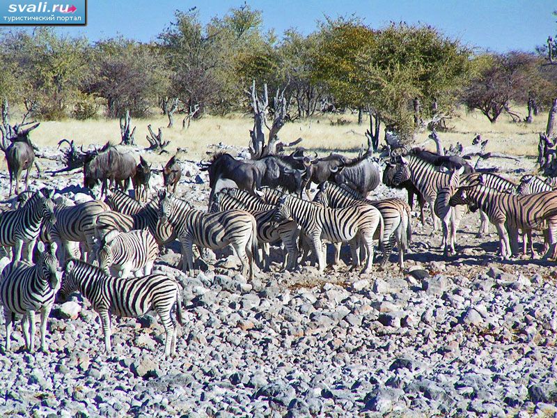 ������������ ���� �����,  �������.