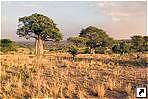 Национальный парк Тарангире(Tarangire), Танзания.