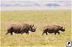   (Ngorongoro), .