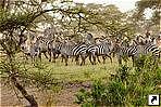 Национальный парк Серенгети (Serengeti), Танзания.