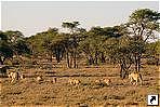   (Ngorongoro), .