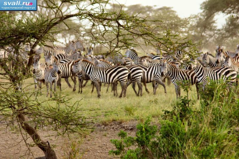    (Serengeti), .